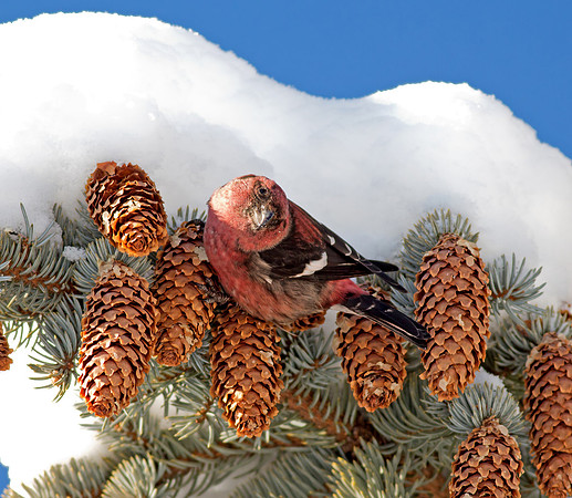 White-winged Crossbill