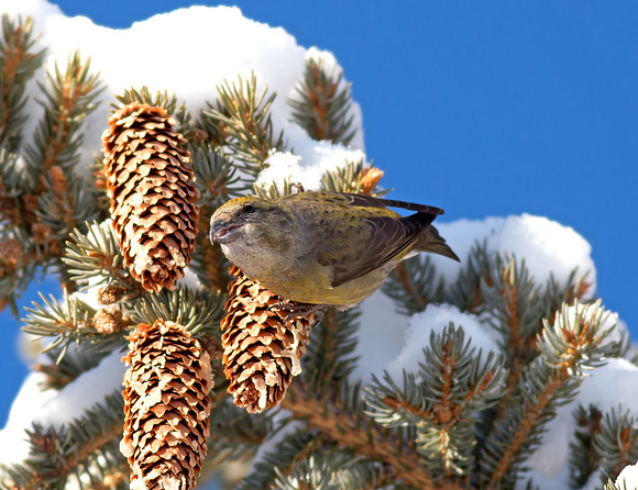 Red Crossbill (female)