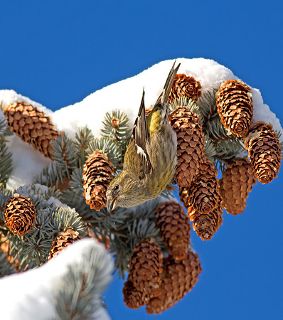 White-winged Crossbill (female)
