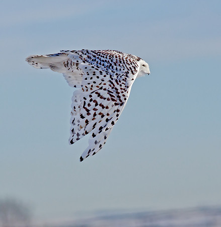Snowy Owl