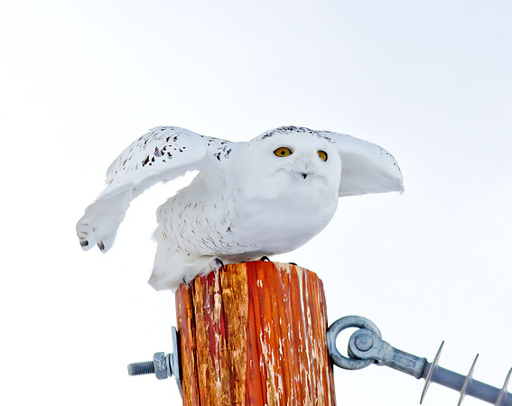 Snowy Owl