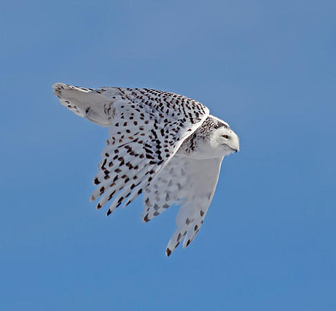 Snowy Owl
