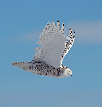 Snowy Owl