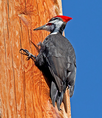 Pileated Woodpecker