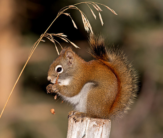 American Red Squirrel