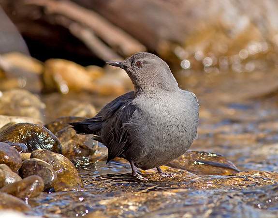 American Dipper