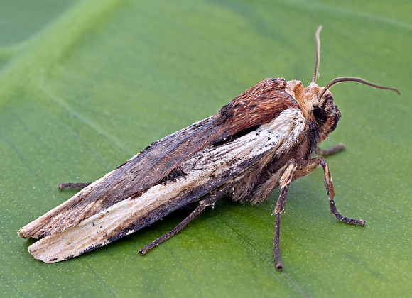 Dot-and-Dash Swordgrass (Xylena curvimacula)