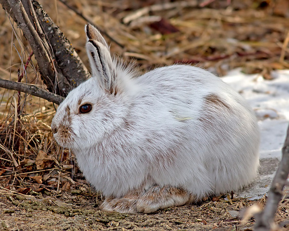 Snowshoe hare