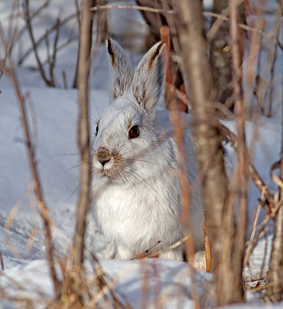 Snowshoe hare