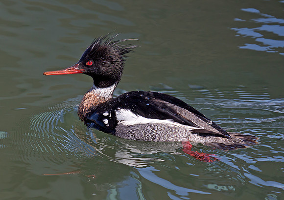 Red-breasted Merganser