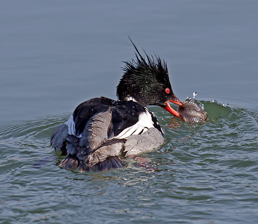 Red-breasted Merganser