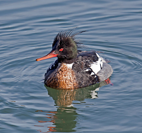 Red-breasted Merganser