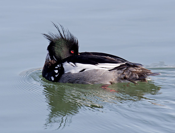 Red-breasted Merganser