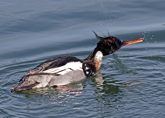 Red-breasted Merganser