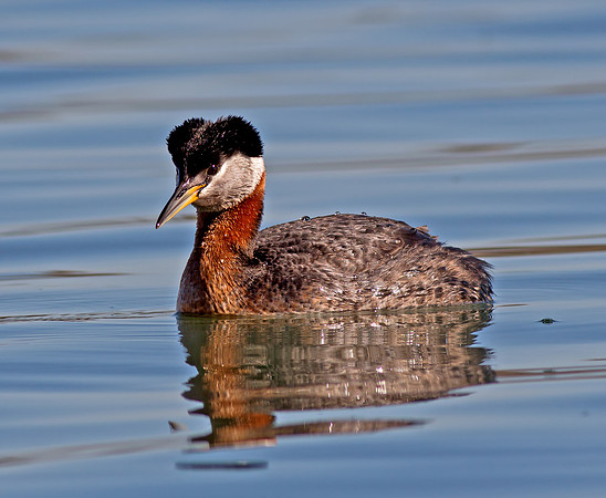 Red-necked Grebe