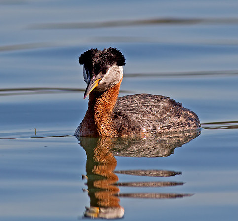 Red-necked Grebe