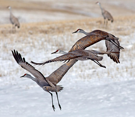 Sandhill Crane