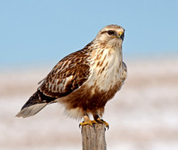 Rough-legged Hawk