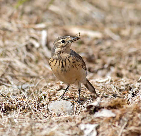 American Pipit