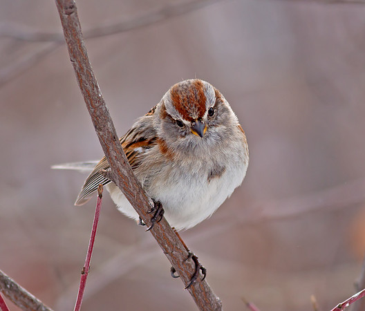 American Tree Sparrow