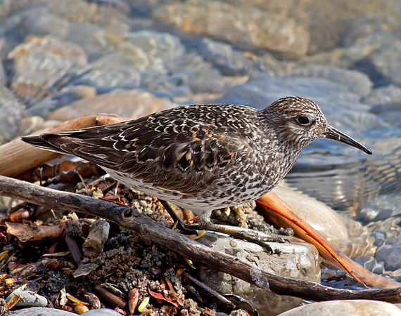 Purple Sandpiper