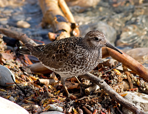 Purple Sandpiper