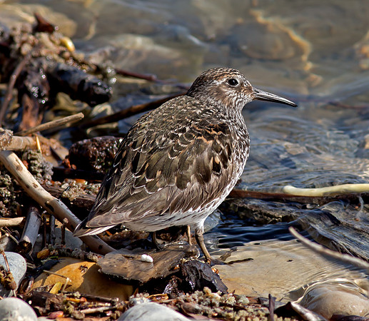 Purple Sandpiper