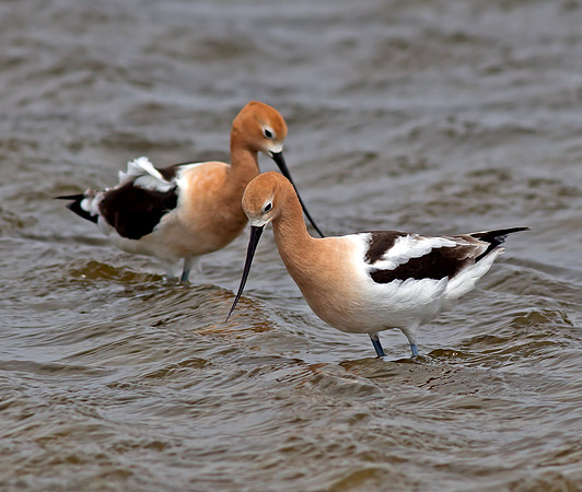 American Avocet