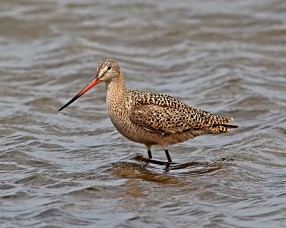 Marbled Godwit