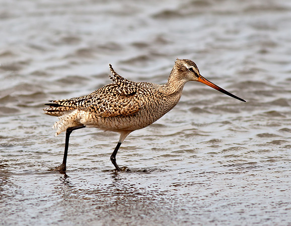 Marbled Godwit
