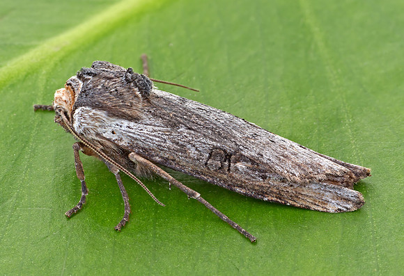 Western Swordgrass Moth (Xylena thoracica)