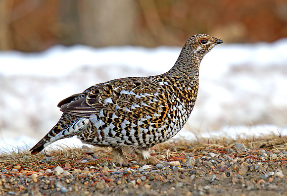 Spruce Grouse – female