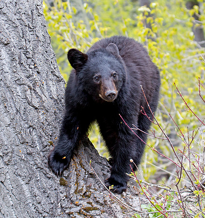 Black Bear cub