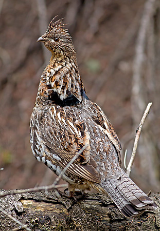 Ruffed Grouse