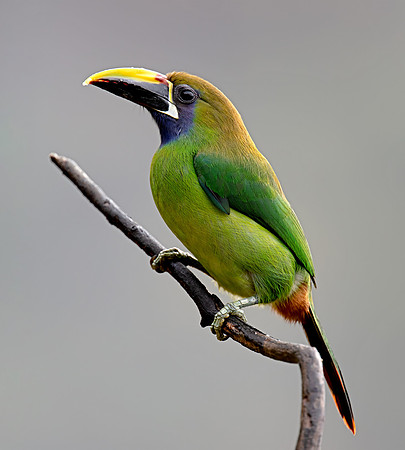 Northern Emerald Toucanet