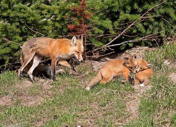 Red Fox