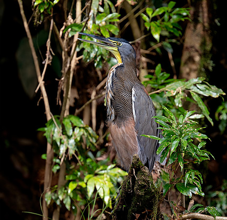 Bare-throated Tiger-heron