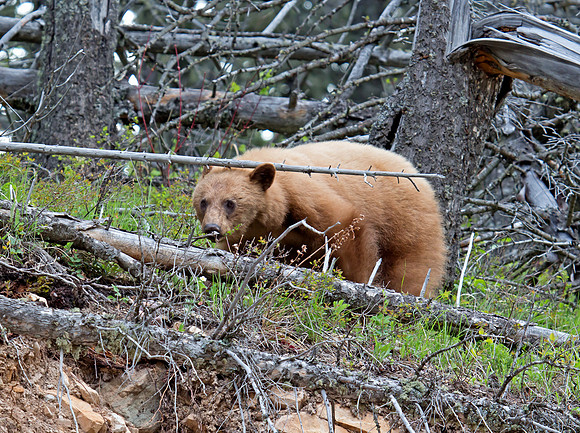 Young Black Bear