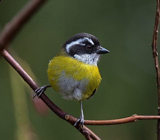 Sooty-capped Chlorospingus
