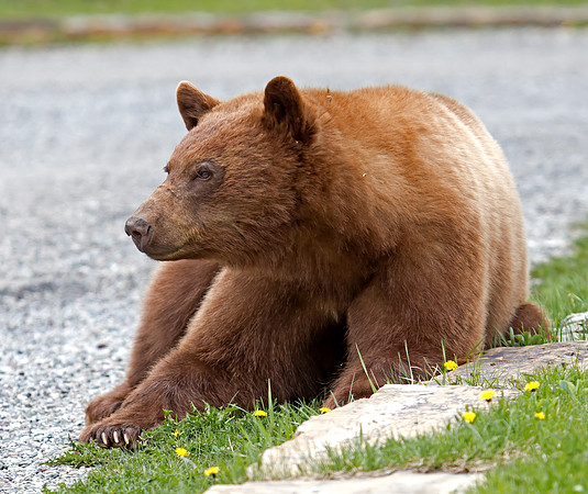 Black Bear - cinnamon coloured