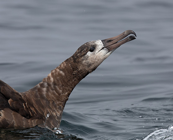 Black-footed Albatross close-up