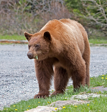 Black Bear - cinnamon coloured