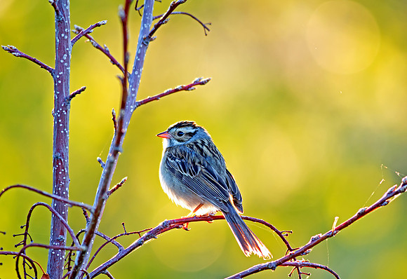 Clay-colored Sparrow in the early morning sunshine
