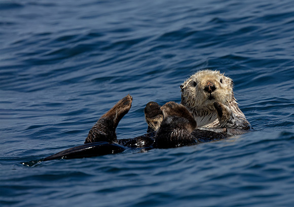 Sea otter relaxing