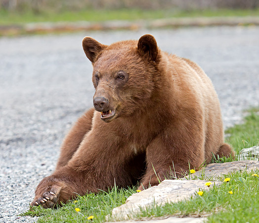 Black Bear - cinnamon coloured