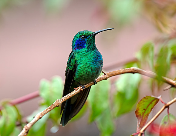 Lesser Violetear