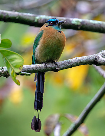 Lesson's Motmot