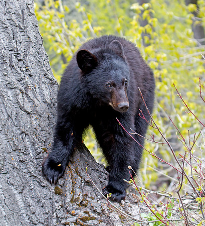 Black Bear cub
