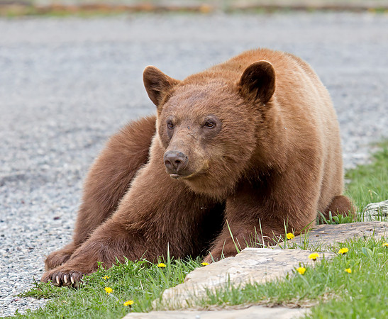 Black Bear - cinnamon coloured