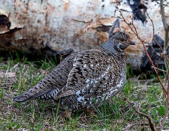 Dusky Grouse - Female